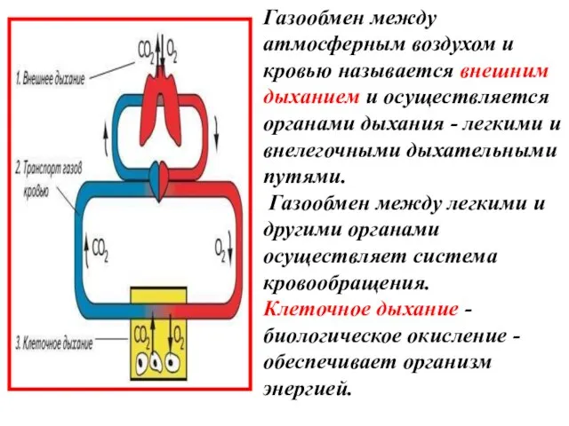 Газообмен между атмосферным воздухом и кровью называется внешним дыханием и осуществляется органами