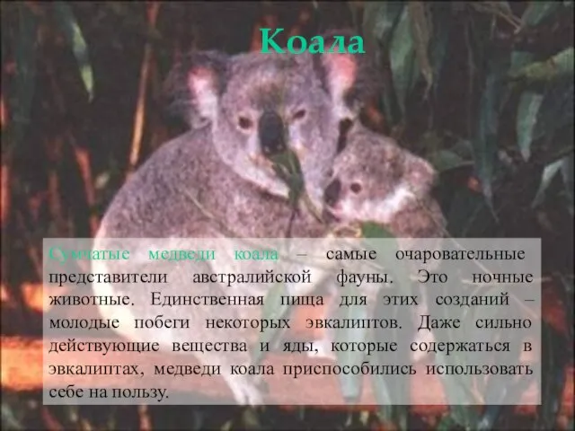 Сумчатые медведи коала – самые очаровательные представители австралийской фауны. Это ночные животные.