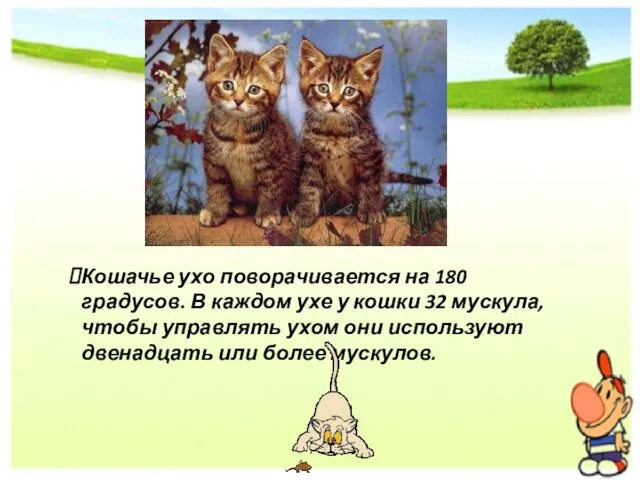 Кошачье ухо поворачивается на 180 градусов. В каждом ухе у кошки 32