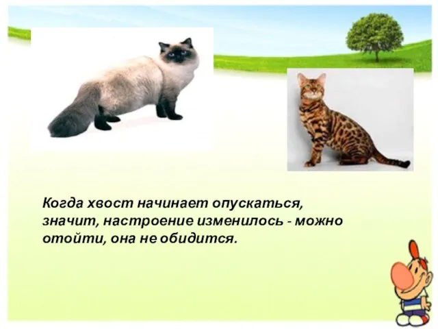 Когда хвост начинает опускаться, значит, настроение изменилось - можно отойти, она не обидится.