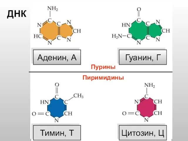 Тимин, Т Цитозин, Ц Аденин, А Гуанин, Г ДНК