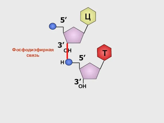 3’ 5’ Ц ОН Н Фосфодиэфирная связь