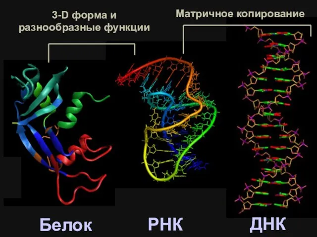 РНК ДНК Белок 3-D форма и разнообразные функции Матричное копирование