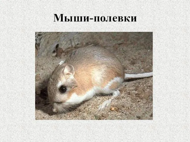 Мыши-полевки