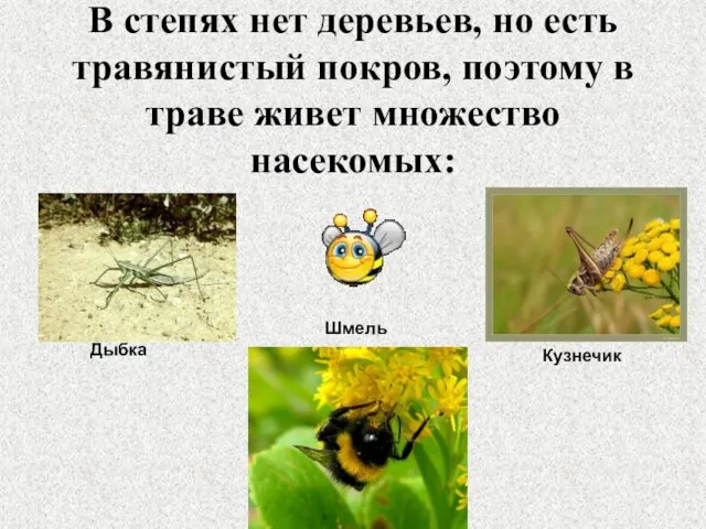 В степях нет деревьев, но есть травянистый покров, поэтому в траве живет