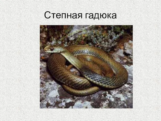 Степная гадюка