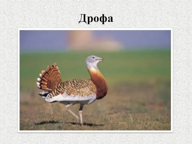 Дрофа