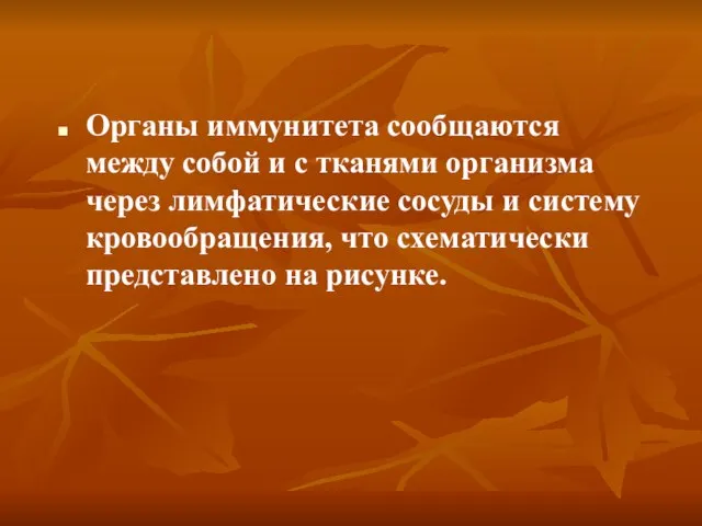 Органы иммунитета сообщаются между собой и с тканями организма через лимфатические сосуды