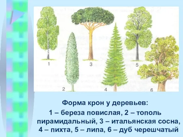 Форма крон у деревьев: 1 – береза повислая, 2 – тополь пирамидальный,