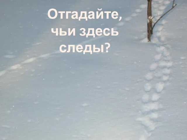 Отгадайте, чьи здесь следы?