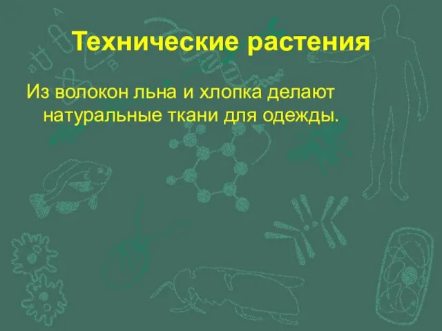 Технические растения Из волокон льна и хлопка делают натуральные ткани для одежды.