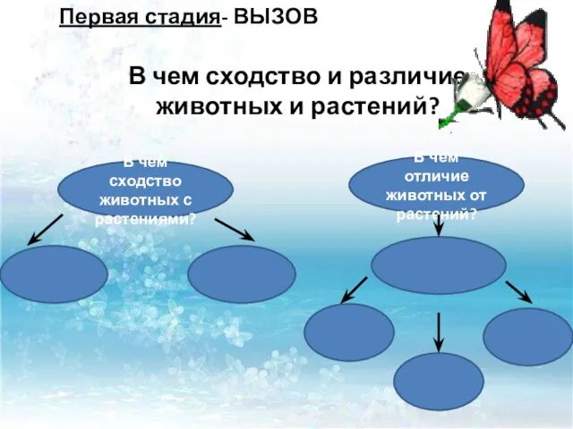 В чем сходство животных с растениями? В чем отличие животных от растений?