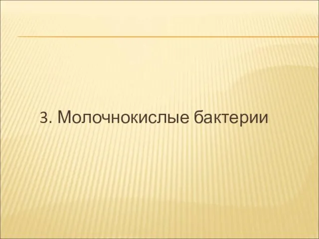 3. Молочнокислые бактерии