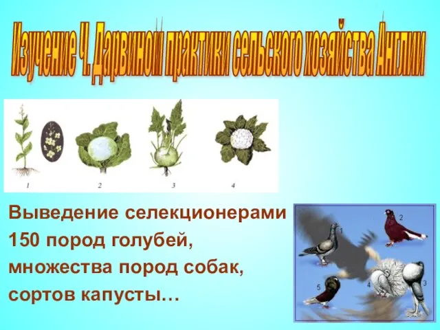 Изучение Ч. Дарвином практики сельского хозяйства Англии Выведение селекционерами 150 пород голубей,