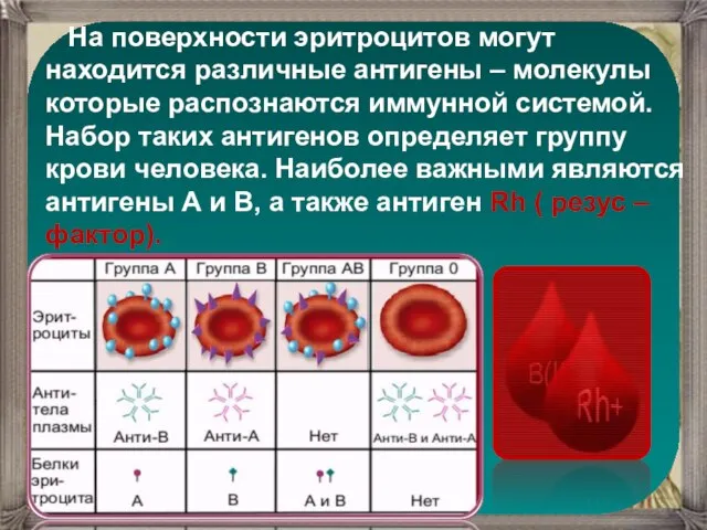 На поверхности эритроцитов могут находится различные антигены – молекулы которые распознаются иммунной