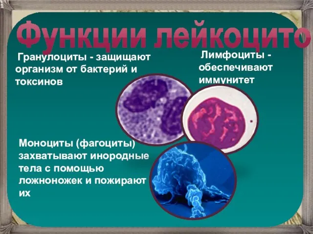 Моноциты (фагоциты) захватывают инородные тела с помощью ложноножек и пожирают их Гранулоциты