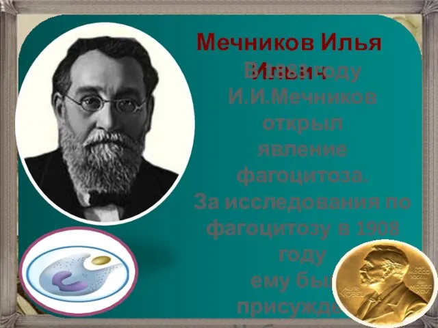 Мечников Илья Ильич В 1883 году И.И.Мечников открыл явление фагоцитоза. За исследования