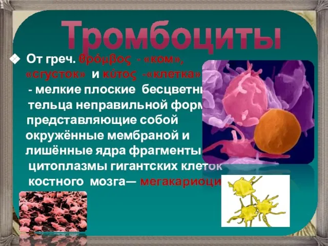 Тромбоциты От греч. θρόμβος - «ком», «сгусток» и κύτος -«клетка» - мелкие