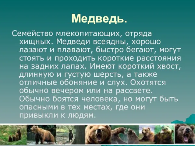 Медведь. Семейство млекопитающих, отряда хищных. Медведи всеядны, хорошо лазают и плавают, быстро