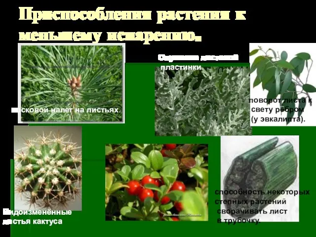 Приспособления растения к меньшему испарению. Видоизменённые листья кактуса поворот листа к свету