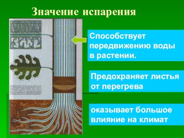 Значение испарения Способствует передвижению воды в растении. Предохраняет листья от перегрева оказывает большое влияние на климат