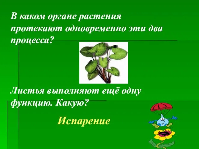 В каком органе растения протекают одновременно эти два процесса? Листья выполняют ещё одну функцию. Какую? Испарение