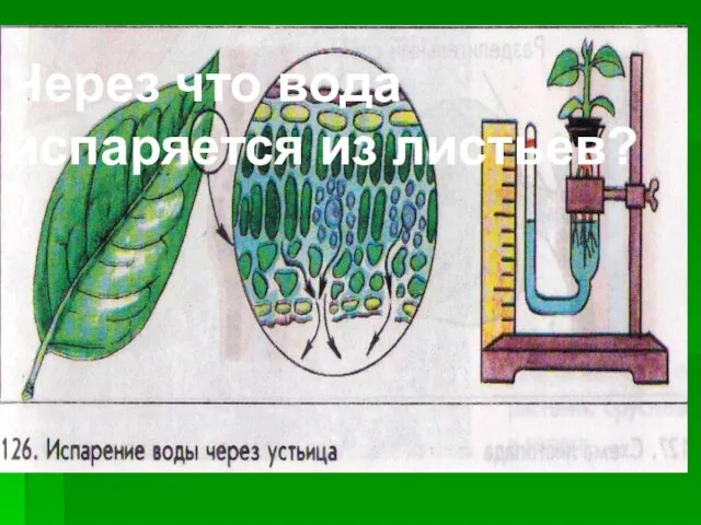 Через что вода испаряется из листьев?