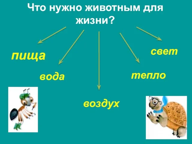 Что нужно животным для жизни? пища вода тепло воздух свет