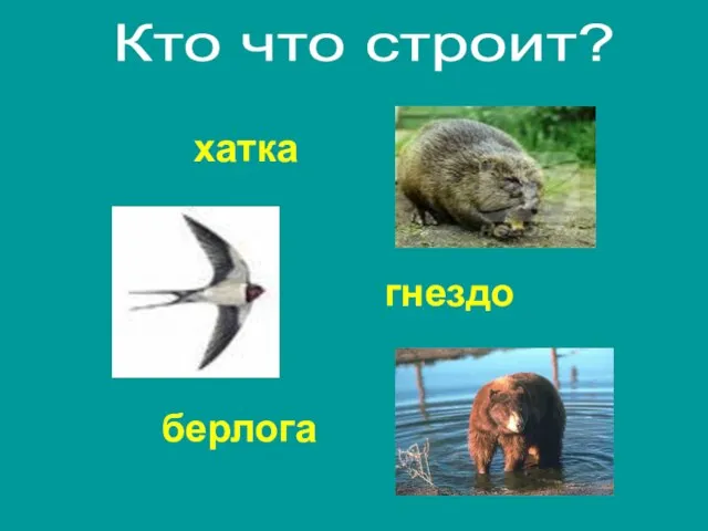 хатка берлога гнездо Кто что строит?