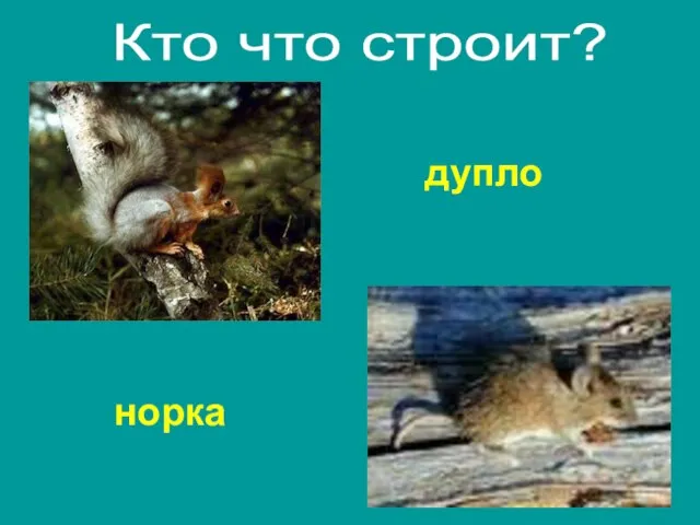 норка дупло Кто что строит?