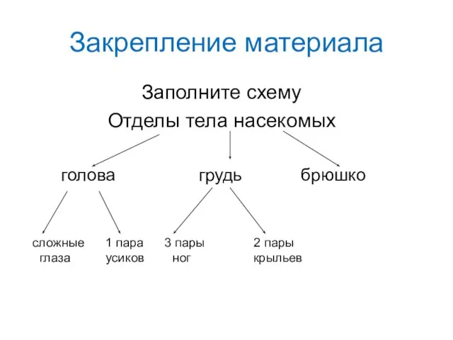 Закрепление материала Заполните схему Отделы тела насекомых голова грудь брюшко сложные 1