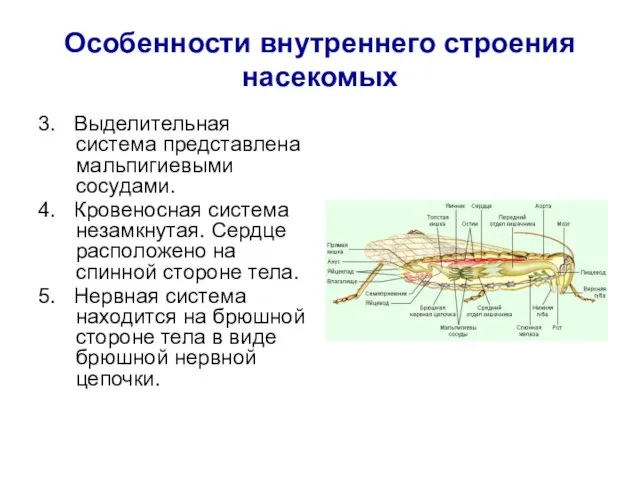 Особенности внутреннего строения насекомых 3. Выделительная система представлена мальпигиевыми сосудами. 4. Кровеносная