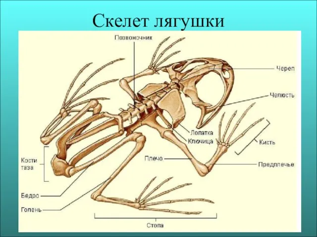 Скелет лягушки