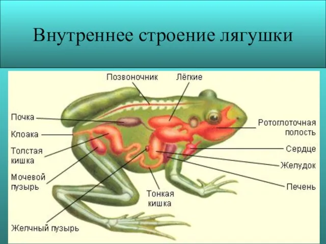 Внутреннее строение лягушки