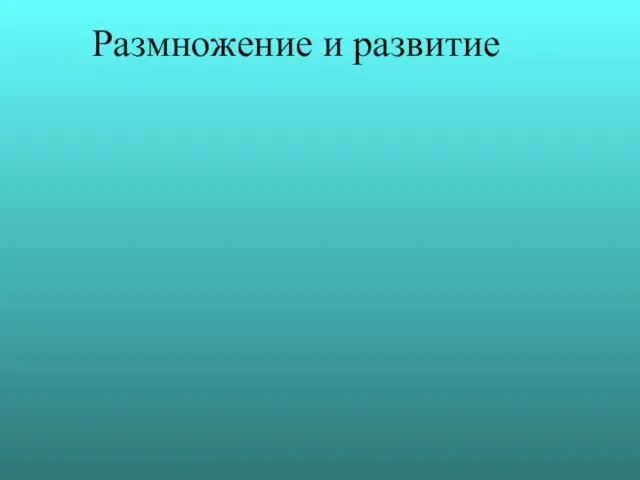 Размножение и развитие