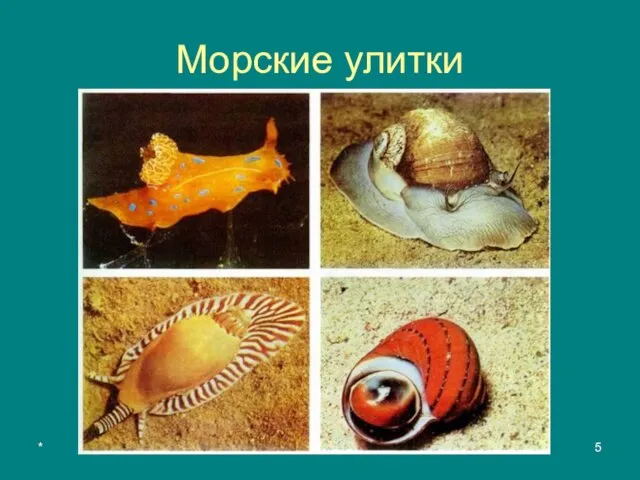 * Яковлева Л.А. Морские улитки