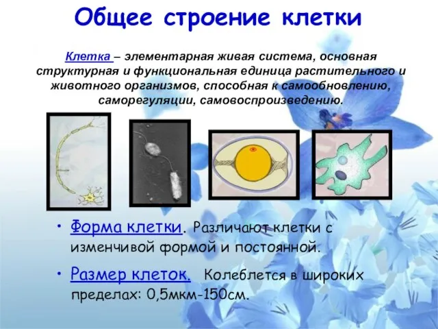 Общее строение клетки Форма клетки. Различают клетки с изменчивой формой и постоянной.