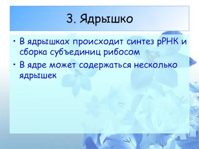 3. Ядрышко В ядрышках происходит синтез рРНК и сборка субъединиц рибосом В