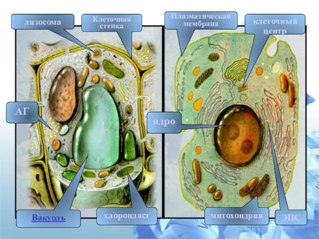 ЭПС АГ ядро митохондрия клеточный центр лизосома Вакуоль хлоропласт Плазматическая мембрана Клеточная стенка