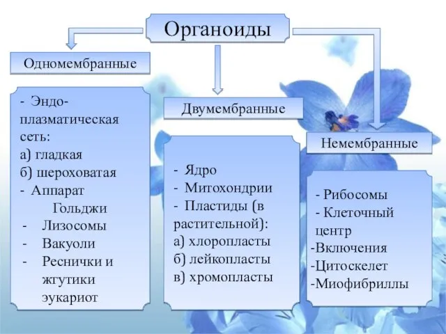 - Эндо- плазматическая сеть: а) гладкая б) шероховатая - Аппарат Гольджи Лизосомы