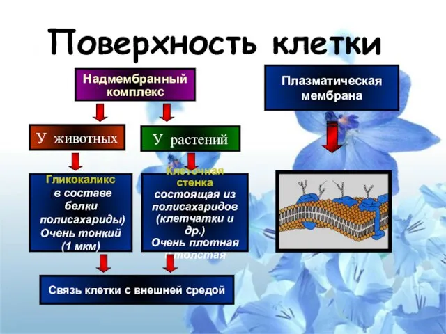 Поверхность клетки Надмембранный комплекс У животных У растений Клеточная стенка состоящая из