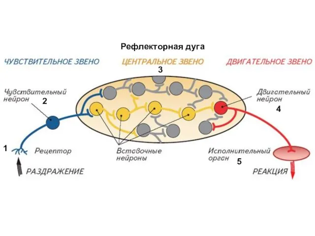 Рефлекторная дуга 1 2 3 4 5