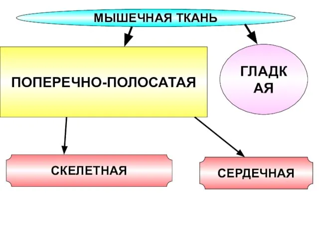 МЫШЕЧНАЯ ТКАНЬ ПОПЕРЕЧНО-ПОЛОСАТАЯ ГЛАДКАЯ СКЕЛЕТНАЯ СЕРДЕЧНАЯ