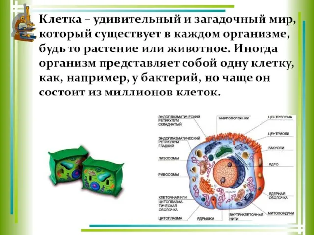 Клетка – удивительный и загадочный мир, который существует в каждом организме, будь