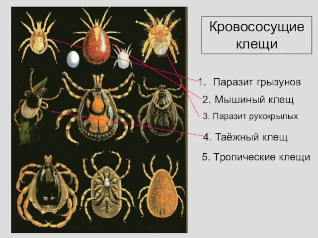 Кровососущие клещи Паразит грызунов 2. Мышиный клещ 3. Паразит рукокрылых 4. Таёжный клещ 5. Тропические клещи