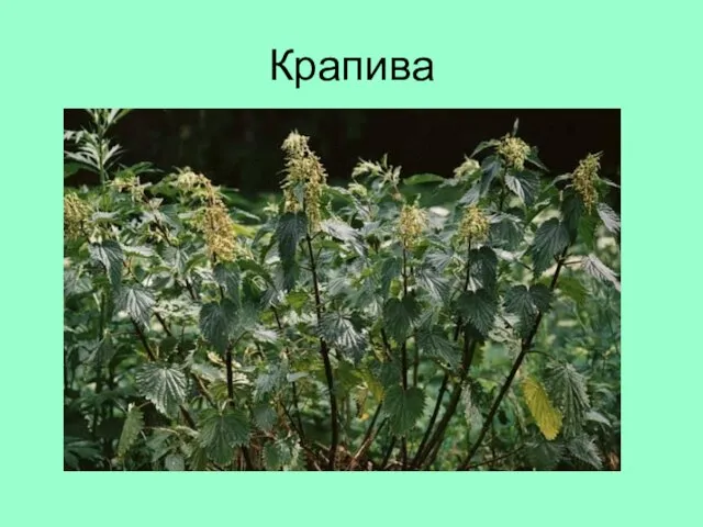 Крапива