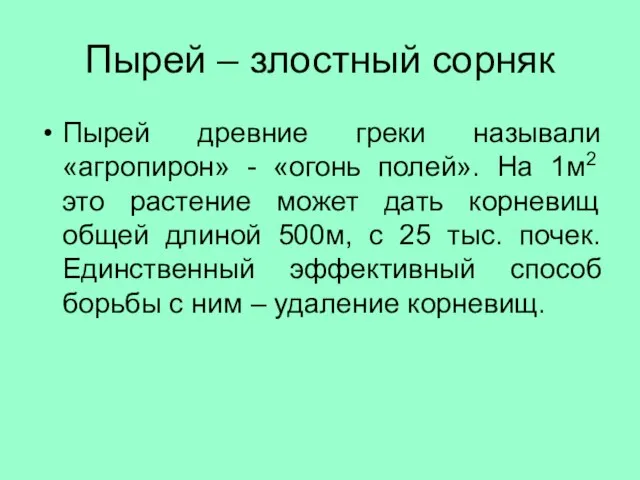 Пырей – злостный сорняк Пырей древние греки называли «агропирон» - «огонь полей».