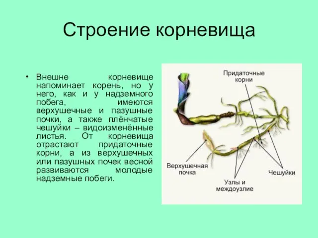 Строение корневища Внешне корневище напоминает корень, но у него, как и у