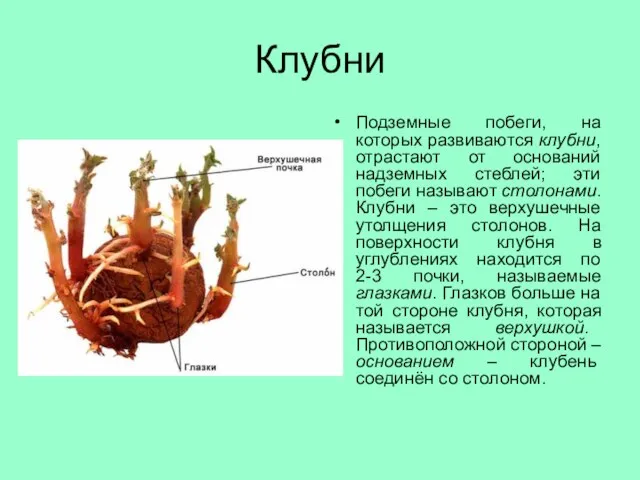 Клубни Подземные побеги, на которых развиваются клубни, отрастают от оснований надземных стеблей;