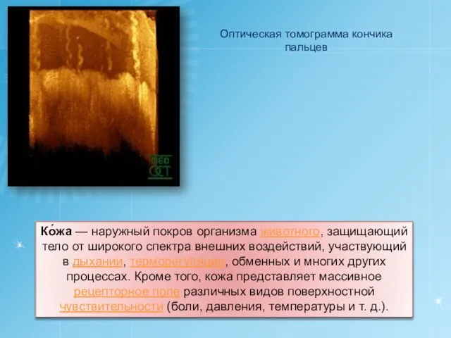 Ко́жа — наружный покров организма животного, защищающий тело от широкого спектра внешних